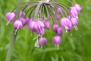 Allium 'Cernuum' New 2026